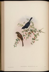 Rhodophila melanoleuca = Saxicola jerdoni ref de John Gould